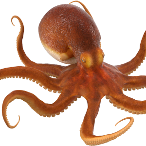 Octopus PNG