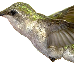 Hummingbird PNG