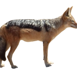 Jackal, coyote PNG