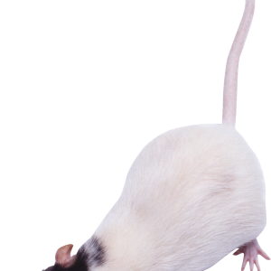 mouse, rat PNG image