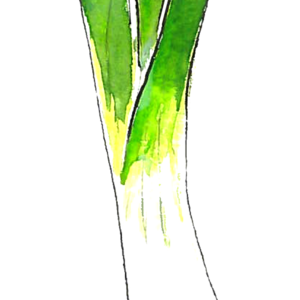 Leek PNG