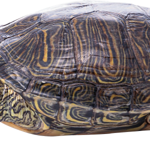 Turtle PNG