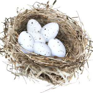Nest PNG