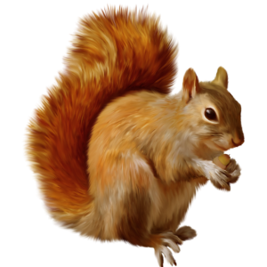 Squirrel PNG