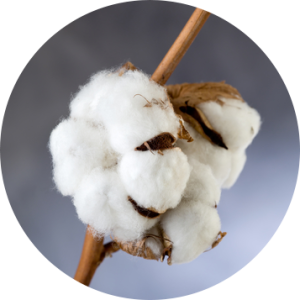 Cotton PNG