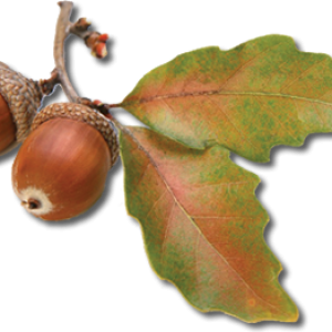 Acorn PNG image, free, acorns