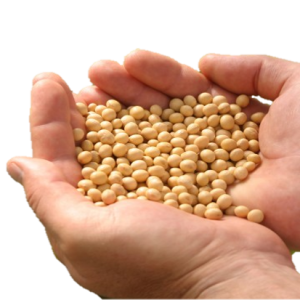 Soybean PNG