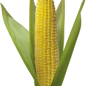 Corn PNG image