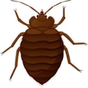 Bed bug PNG
