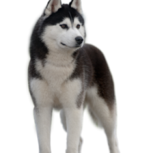 Husky PNG