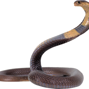 Cobra snake PNG image, free download picture