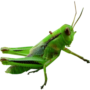 Grasshopper PNG