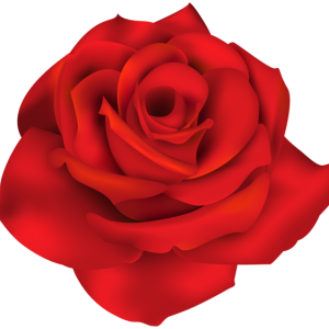 Rose PNG