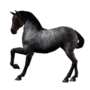 Horse png image