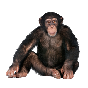 Monkey PNG