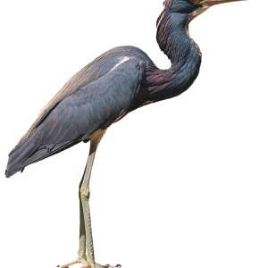 Heron PNG