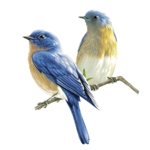 Bird PNG