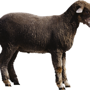 sheep PNG image