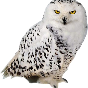 Owl PNG