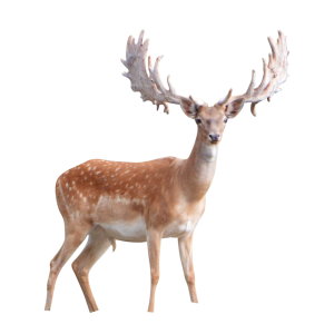 Moose, elk PNG