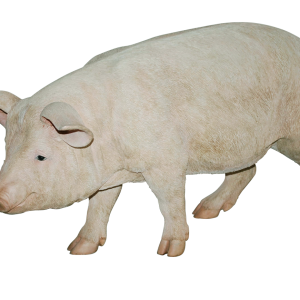 pig PNG image