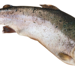 Fish PNG
