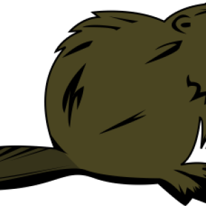 Beaver PNG