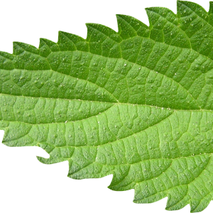 Nettle PNG