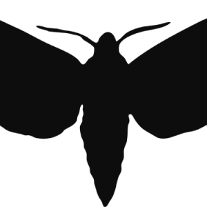 Moth PNG