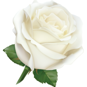 Rose PNG