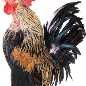 Cock PNG