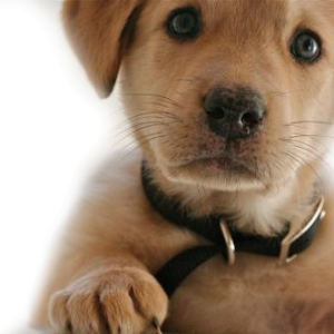 dog PNG image