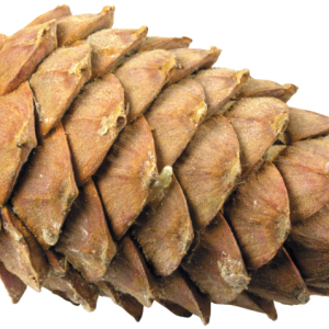 Pine cone PNG