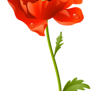 Poppy flower PNG transparent picture