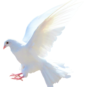 Pigeon PNG