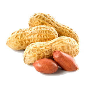 Peanut PNG