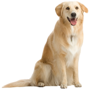 dog png image, picture, download, dogs