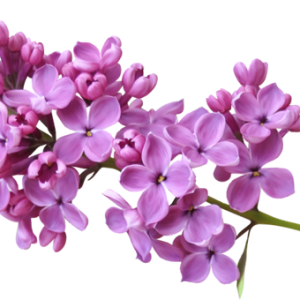Lilac PNG