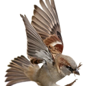 Sparrow PNG