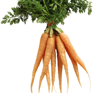 Carrot PNG image