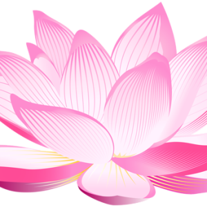 Lotus flower PNG