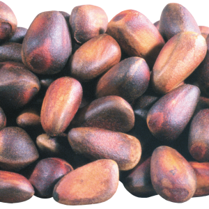 Pine nuts PNG