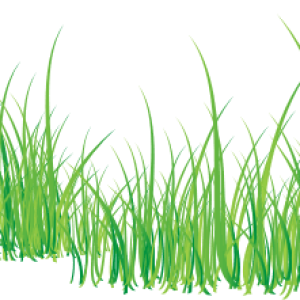 grass png image, green grass PNG picture