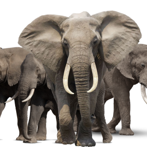 Elephant PNG