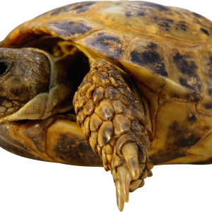 Turtle PNG