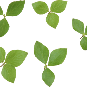 Green leaf PNG