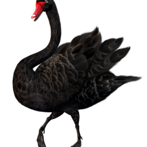 Black swan PNG