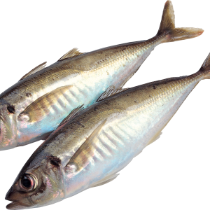 Fish PNG