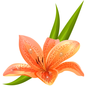 Lilium PNG