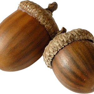 Acorn PNG image